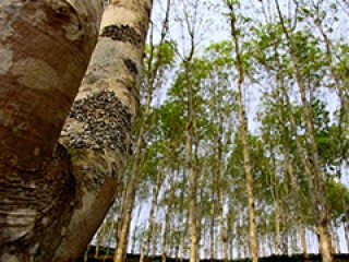 如何寻找能溶解轮胎橡胶的物质？这对相关行业有什么影响？